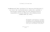 Influência das auxinas no desenvolvimento e no teor de ...arquivos.ambiente.sp.gov.br/pgibt/2013/10/Sandra_Saiury_Ori_MS.pdf · no teor de carboidratos solúveis, amido e proteína