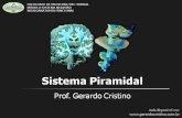 Sistema Motor Piramidal - Dr. Gerardo Cristinogerardocristino.com.br/aulas/sistema_piramidal.pdf · Motricidade Voluntária Automática Reflexa . Sistema Piramidal Motricidade 10