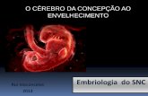 O CÉREBRO DA CONCEPÇÃO AO ENVELHECIMENTO · Embriologia Estudo da origem ... germinativa, adjacente às cavidades intracerebrais e migram para as suas posições finais. ... O