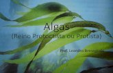 Algas (Reino Protoctista ou Protista)wbio.com.br/wp-content/uploads/2018/02/Algas.pdf · Reprodução das algas ... (Zigósporo) Ciclo sexuado da alga verde unicelular Chlamydomonas