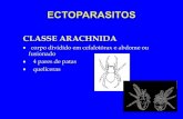 CLASSE ARACHNIDA · Localização do peritrema no corpo do ácaro. ORDEM IXODIDA (metastigmatas) ... Corpo em formato redondo, patas muito curtas, apódema em forma de lira.