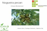 Nogueira pecan · Nogueira pecan (Carya illinoinensis ... Adubação de formação: 20 a 60 g/planta de ... Alternativa de renda para a agricultura familiar; Produção média: ...