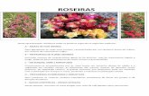 ROSEIRAS - Viveiros de Castromil · D – TREPADEIRAS FLORIBUNDAS E ARBUSTIVAS Aqui juntamos as roseiras, ... Há mais de 80 anos que enviamos as nossas Plantas, nomeadamente Roseiras,
