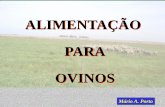 ALIMENTAÇÃO PARA OVINOS - Portal Atividade Ruralatividaderural.com.br/artigos/4fc3ff33d619c.pdf · TIPOS DE SILOS XTrincheira ... ž Uso de silagem em sacos requer construção