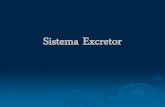 Sistema Excretor - Iníciomaisnatural.weebly.com/uploads/5/6/0/2/5602101/sistemaexcretor.pdf · Órgãos do Sistema Excretor: Pulmões e as vias respiratórias; Eliminam a maior parte
