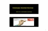 Citologia Genital Normal - s850c5ef934dc5f92.jimcontent.com · •Processo infeccionso ... células escamosas intermediárias basofílicas e células superficiais com citoplasma basofílico