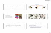 Conceitos de espécielabs.icb.ufmg.br/lbem/aulas/grad/evol/aula11-conceitos-spp.pdf · Tipos de Conceitos de Espécie ... Especiação e identificação molecular de espécies em