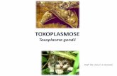TOXOPLASMOSE - annyparasito.webnode.com 9... · Ingestão de oocistos esporulados( eliminados nas fezes dos gatos) em alimento ou água contaminadas, jardins, ... A transmissão congênita