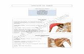 MÚSCULOS DO OMBRO Músculos do Ombro · Ação: Flexão de cotovelo / ombro e supinação do antebraço BRAQUIAL ANTERIOR Braço - Região Anterior ... Músculos do Antebraço -