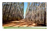 AGOSTO 2013 ABNT - NBR 14789 - btgpactual.com · Este documento apresenta o resumo público do plano de manejo florestal da TTG Brasil, que tem por objetivo tornar acessível a todos