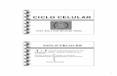 CICLO CELULAR - biologia.bio.br celular.pdf · por uma intérfase e uma fase de divisão (mitose nas células somáticas; meiose nas células germinativas). ciclo intérfase celular
