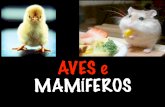 AVES e MAMÍFEROS - galois.com.br · monotremados; nÃo possuem vagina, Útero nem placenta; ovÍparos; possuem glÂndulas mamÁrias; apresentam cloaca e ovos megalÉcitos; ornitorrinco