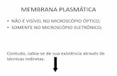 Membrana Plasmática - drleonardocrema.files.wordpress.com · Figura 5.17 Esquema da via endocítica e da reciclagem de membrana plasmática. Ligantes como hormônios, fatores de