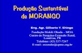Produção Sustentável de MORANGO - IPNI - Brasilbrasil.ipni.net/ipniweb/region/brasil.nsf... · Dados da Cultura • Cultura: morango • Área total da cultura: 1.980 m2 • Número