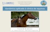 Universidade Federal de Pelotas Graduação em Biotecnologias Genômica de Equinos · 2012-04-18 · Genômica na clínica de Equinos - Introdução ... •Cavalos da raça Quarto