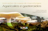 Presidência da República e... · Na floresta amazônica encontra-se uma das maiores diversidades de espécies de macrofungos ... A obtenção de esporos em fungos gasteroides é