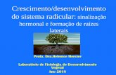 Crescimento/desenvolvimento do sistema radicular · tronco. localizaÇÃo especÍfica ... science 4: 1-30 • roots withstanding their environment: exploiting root system architecture