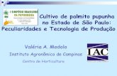 Cultivo de palmito pupunha no Estado de São Paulo: Peculiaridades e Tecnologia de ... · 2011-10-18 · um Kc=1,00 para as condições climáticas da região de Ilha Solteira/SP.