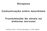 Sinapses Comunicação entre neurônios Transmissão de ... · Mecanismo de liberação de neurotransmissores Receptores Membrana pós-sináptica Vesículas sinápticas Axônio do