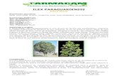 ERVA MATE - farmacam.net.brfarmacam.net.br/Literatura Alopatia FARMACAM/monografias FARMACAM... · A erva-mate (Ilex paraguariensis) é uma árvore da família das aquifoliáceas,