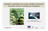 Cavalos marinhos em risco na Ria Formosa? - oceanario.pt · CCMar, Universidade do Algarve. 2001/2002:densidade mais elevada de Hippocampus guttulatus , a nível mundial: ... Sistema