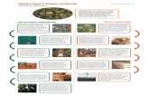 Madeira ilegal X Madeira certificada Projeto gráfico: WWF ... · A indústria madeireira ilegal anda de braços dados com ... equipamentos de segurança, ... aumentar o desmatamento