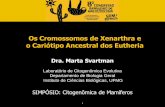 Os Cromossomos de Xenarthra e o Cariótipo Ancestral dos ... - … · Os Cromossomos de Xenarthra e o Cariótipo Ancestral dos Eutheria Dra. Marta Svartman Laboratório de Citogenômica