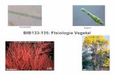 Cianobactéria Euglena BIB133-135: Fisiologia Vegetalfelix.ib.usp.br/pessoal/marcos/fisio2008/PDF/PDF TEORICA/Relacoes... · BIB133-135: Fisiologia Vegetal ... Após luz azul: ativação