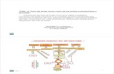 TEMA 19. Ciclo del ácido cítrico (ciclo de los ácidos ...sabe618093a56776c.jimcontent.com/download/.../Tema19-_Krebs08-09.pdf · visiÓn global del metabolismo glucÍdico tema