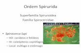 Superfamília Spiruroidea Família Spirocercidae · Ordem Spirurida Superfamília Spiruroidea Família Spirocercidae •Spirocerca lupi –HD: canídeos e felídeos –HI: coleópteros
