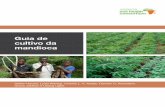 Guia de cultivo da mandioca - Cabi ASHCafricasoilhealth.cabi.org/wpcms/wp-content/uploads/2016/06/... · cultivo que combinam a cultura principal da mandioca com uma gama de outras