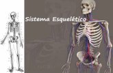 Colégio Nossa Senhora de Fátima – Sacramentinas Sistema ...colegiosacramentinas.com.br/professor/wp-content/uploads/2015/08/... · pelo esqueleto Cabeça = 22 Crânio ... 24 costelas