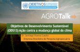 Objetivos de Desenvolvimento Sustentável (ODS13) Ação ...... Impactos sobre o rendimento da cultura do milho em MG2 • A redução no regime de chuvas e o aumento da temperatura