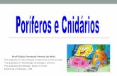 Profª Elyka Fernanda Pereira de Melo - blog.cpbedu.meblog.cpbedu.me/professoraelyka17/wp-content/uploads/sites/273/2018/... •Hydrozoa - hidras e caravelas; ... anêmonas, corais