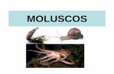 MOLUSCOS - blog.cpbedu.meblog.cpbedu.me/.../wp-content/uploads/sites/273/2018/09/Moluscos-2.pdfApesar do nome molusco = corpo mole, muitos moluscos apresentam uma concha calcária,