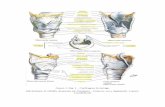Anatomia em Ortofonia Palavra, voz e deglutição. Lusodidacta) variados.pdf · Anexo 9: Tabela 1 – Questionários de auto perceção vocal . Anexo 21: Tabela 2 – Idade dos indivíduos