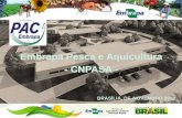 Embrapa Pesca e Aquicultura - CNPASA · Bromatologia, Biotecnologia Proteômica, ... Nutrição e alimentação de espécies aquícolas, ... Slide sem título