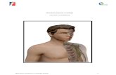 Manual de Anatomia e Fisiologia - massagempro.com cefad/SISTEMA TEGUMENTAR - CEFAD MANUAL... · SISTEMA TEGUMENTAR O sistema tegumentar é o maior sistema corporal e inclui a pele