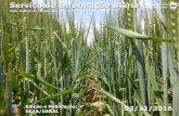Serviço de Informação Diária - agricultura.pr.gov.br · O mês de setembro iniciou o plantio da safra verão, com o milho primeira ... 8 mm de chuvas em outubro (Iapar) sendo