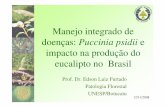 Manejo integrado de doenças: Puccinia psidii e impacto na ... · Manejo integrado de doenças: Puccinia psidii e impacto na produção do eucalipto no Brasil ... plantas multiplicadoras