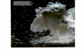 ID: 70268539 01-07-2017 Corte: 1 de 10 garças não … abutre-das-palmeiras (Gypohierax angolensis) é uma ave versátil. Tem uma dieta diversificada e adaptada às variações do