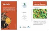 HORTALIÇAS NÃO CONVENCIONAIS Capuchinha Hortaliças …ainfo.cnptia.embrapa.br/digital/bitstream/item/160988/1/folder... · As folhas e as sementes também são comestíveis. As