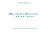 Reprodução e Transmissão de Cromossomos - uenf.br · Do grego significando pre-núcleo, pois os cromossomos não estão contidos em uma organela nuclear separada Em procariotas