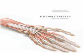 PROMETHEUSprometheus.grupogen.com.br/001.pdf · 3 Anatomia de Superfície e Planos de ... 2.10 Músculos do Assoalho Pélvico ... 1.3 Ossos do Cíngulo do Membro Superior ...