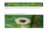 Os Serradores de Bambu - isomax-terrasol.eu · As fotos dos adultos que estão abaixo são insetos que estavam próximo da área de corte, em mais de uma ocasião que estes cortes