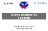 Anexos embrionários e placenta - ufpel.edu.br · relacionada com o córion frondoso, contribuirá para a formação da placenta materna ... Período pré-viloso: As lacunas trofoblásticas