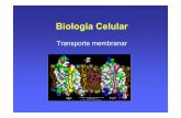 Biologia Celular - w3.ualg.ptw3.ualg.pt/~jvarela/bc/bloco2/T05_Transporte.pdf · Tipos de transporte activo (direcção de movimento) ... Na+ Na+ Cl-Cl-H+ Cl- Cl-HCO HCO3- 3-H+ Na+