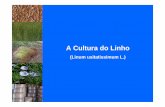 A Cultura do Linho - Bem Vindo - UFSMw3.ufsm.br/nppce/disciplinas/linho.pdf · - No Brasil restrito a pequenas áreas com ... Colheita:-Manual; ... -Existem vários métodos de maceração