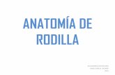 ANATOMÍA DE RODILLA - ASOCIACIÓN MADRILEÑA DE … · sinovial) produce el líquido sinovial.