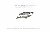 MANEJO REPRODUTIVO DA TRUTA ARCO-ÍRIS* · A truta arco-íris (Oncorhynchus mykiss) é um peixe da família do salmão, originária do oeste da América do Norte. Foi introduzida